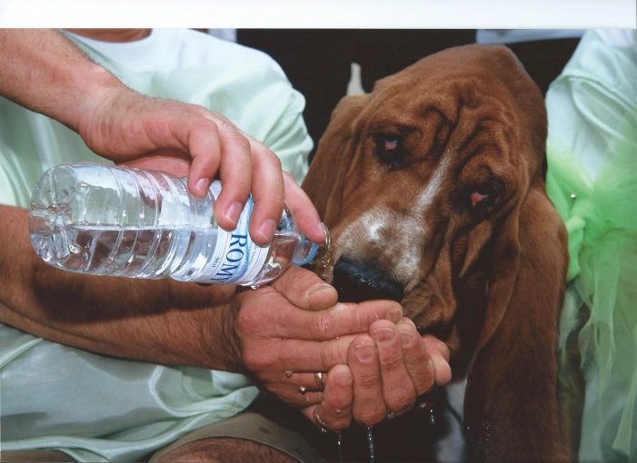 Photography, Pets, Artistic