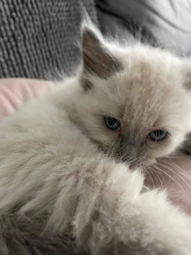 Photography, Pets, Traditional