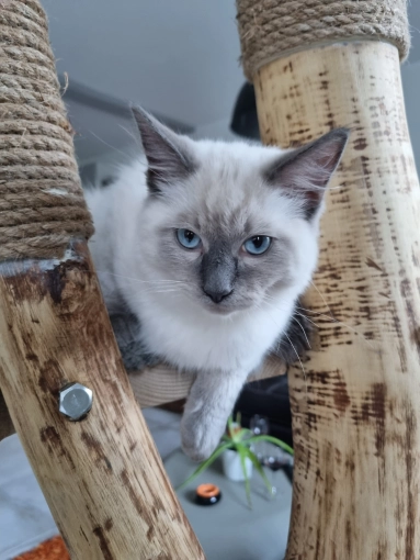 Photographie, Animal de compagnie, Artistique