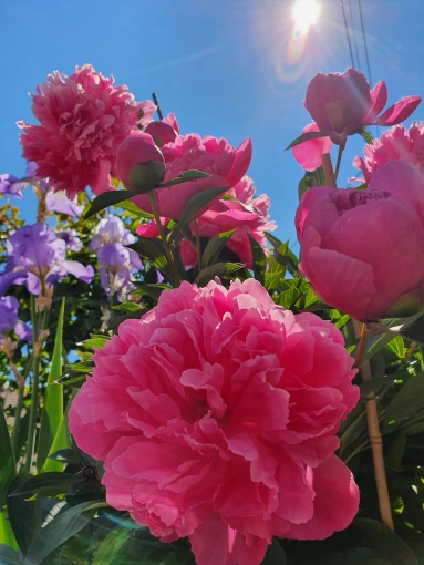 Photographie, Nature, Artistique, Traditionnel