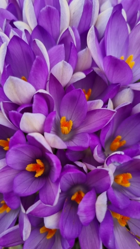 Photographie, Nature, Artistique, Traditionnel