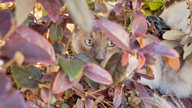 Photographie, Animal de compagnie, Artistique