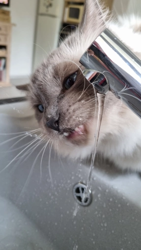 Photography, Pets, Artistic