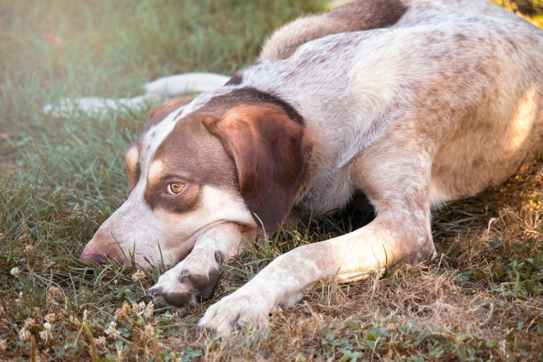 Photographie, Retouche photo, Formation, Cours de Photographie, Animal de compagnie, Artistique, Traditionnel, Lifestyle