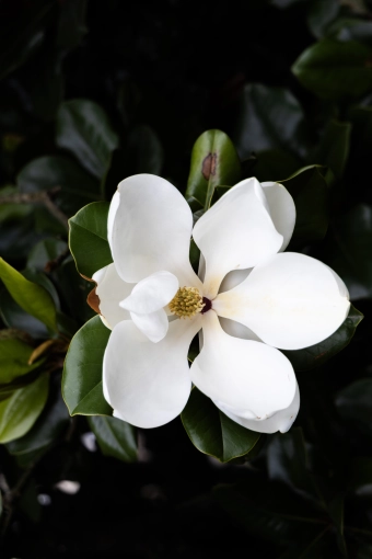 Photographie, Retouche photo, Grossesse, Artistique, Traditionnel, Lifestyle