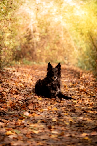 Photographie, Animal de compagnie, Traditionnel, Lifestyle