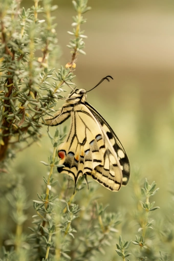Photographie, Nature, Traditionnel, Lifestyle