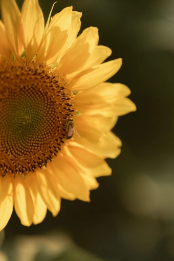 Photographie, Nature, Traditionnel, Lifestyle