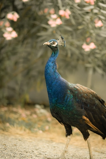 Photographie, Nature, Traditionnel, Lifestyle