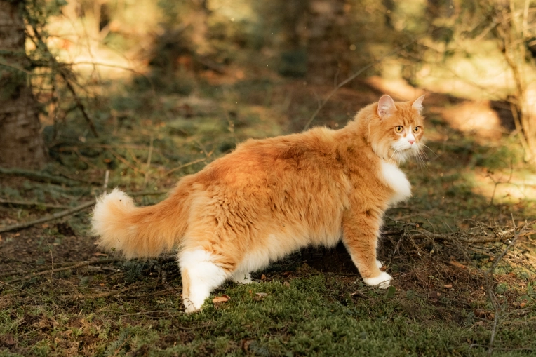 Photographie, Animal de compagnie, Nature, Traditionnel, Lifestyle