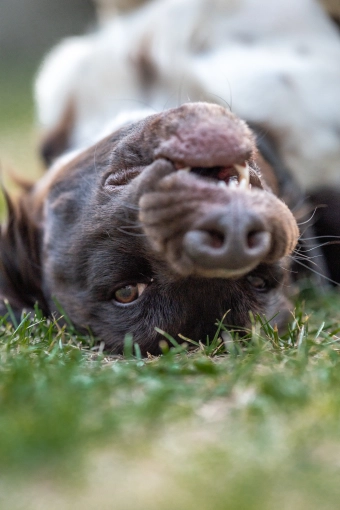 Photography, Photo retouching, Pets, Artistic, Lifestyle