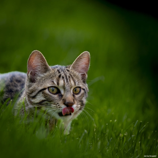 Photography, Photo retouching, Pets