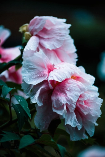 Photographie, Photothérapie, Artistique