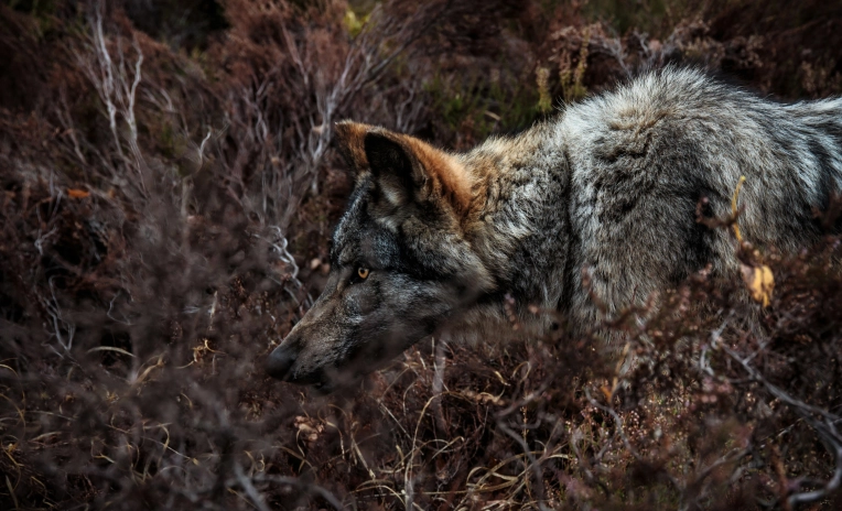 Photographie, Animal de compagnie, Traditionnel