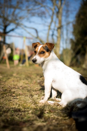 Photographie, Animal de compagnie, Lifestyle