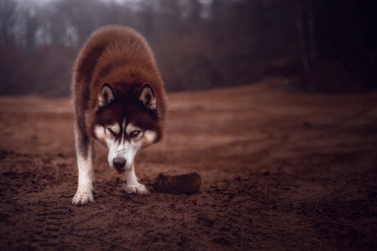 Photographie, Animal de compagnie, Artistique