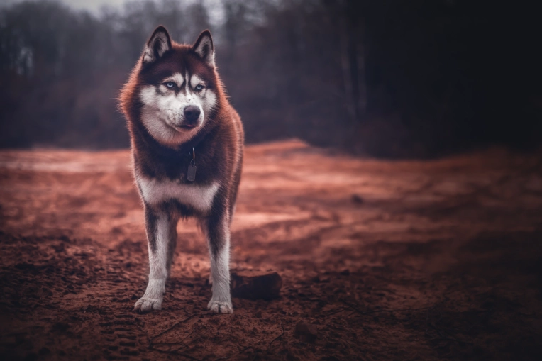 Photographie, Animal de compagnie, Artistique