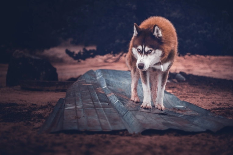 Photographie, Animal de compagnie, Artistique