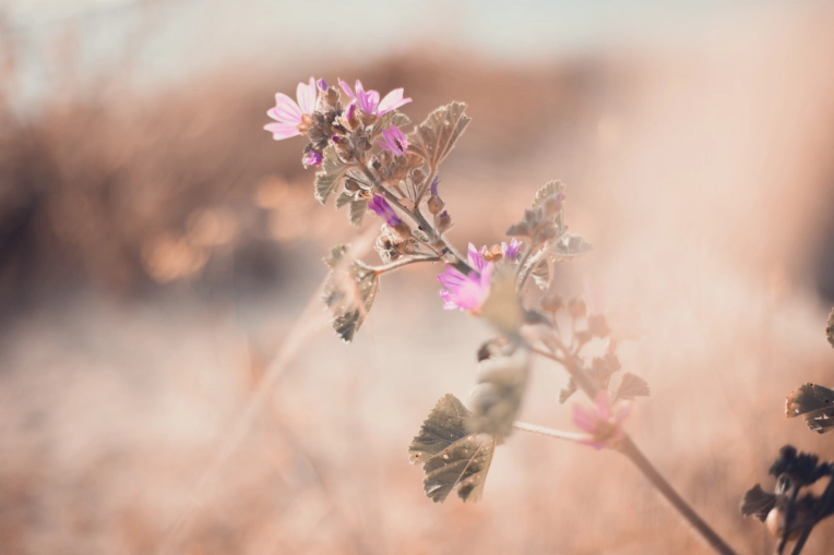 Photographie, Nature, Traditionnel