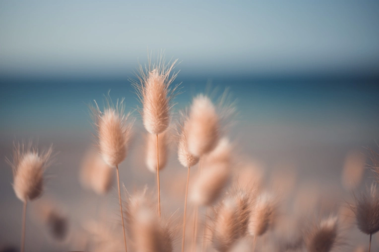 Photographie, Nature, Artistique, Traditionnel