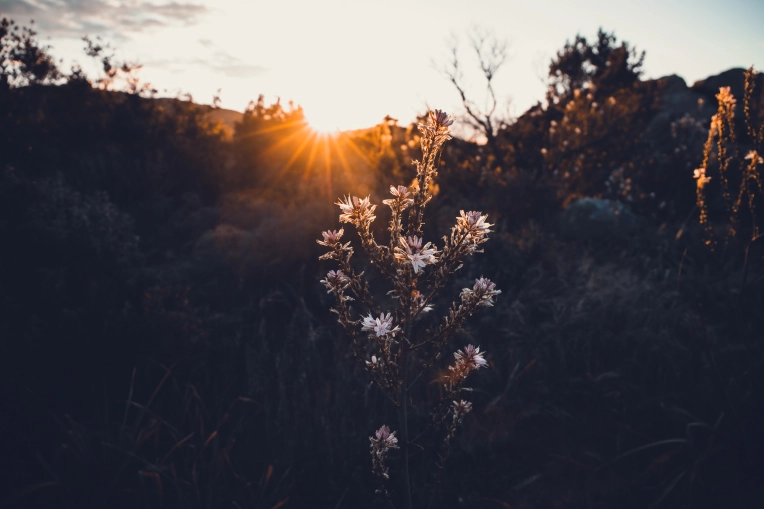 Photographie, Nature, Artistique, Traditionnel