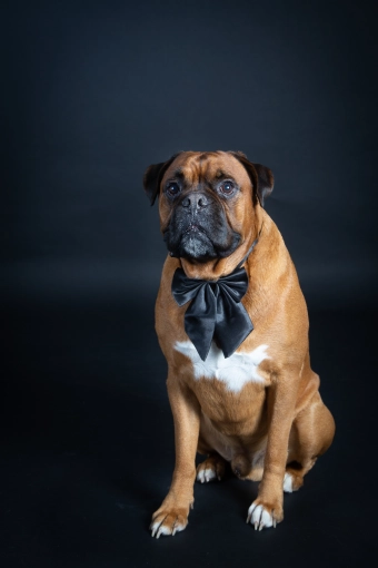 Photographie, Animal de compagnie, Traditionnel