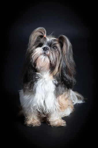 Photographie, Animal de compagnie, Traditionnel