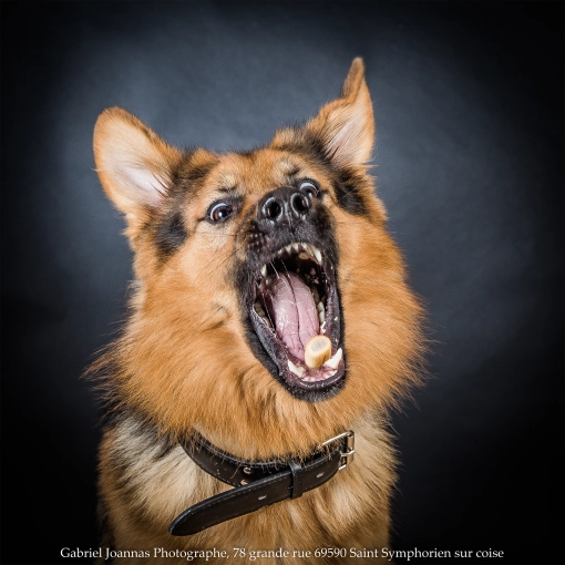 Photographie, Animal de compagnie, Artistique