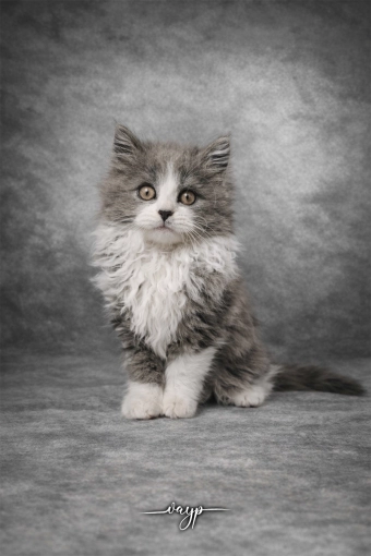 Photography, Photo retouching, Classes, Photography Classes, Pets, Artistic, Traditional, Vintage