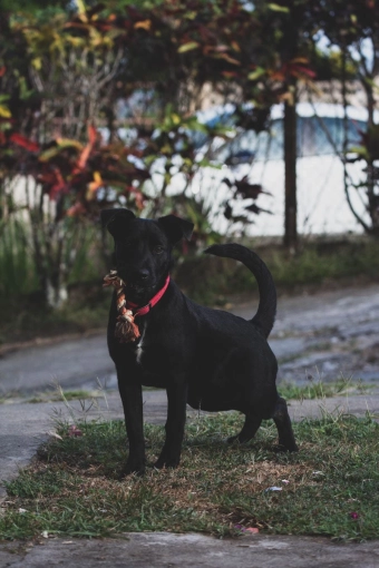 Photographie, Retouche photo, Animal de compagnie