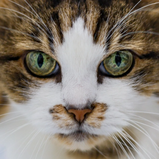 Photography, Pets, Artistic