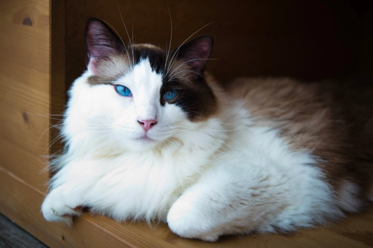 Photography, Pets, Lifestyle