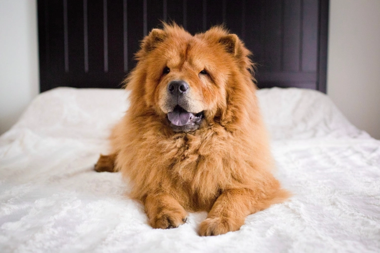 Photography, Pets, Lifestyle