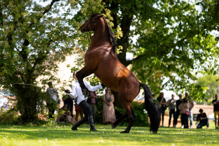 Evènement, Concert/Spectacle