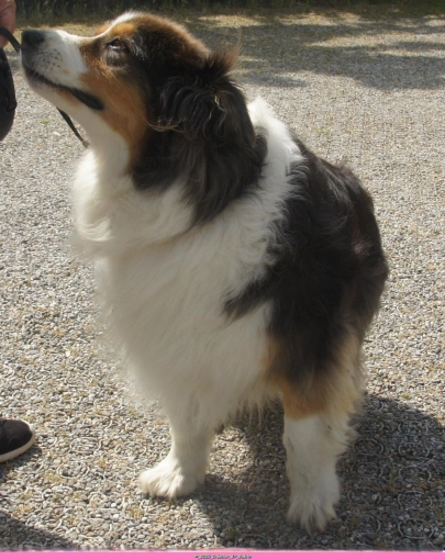 Photography, Pets, Artistic, Traditional