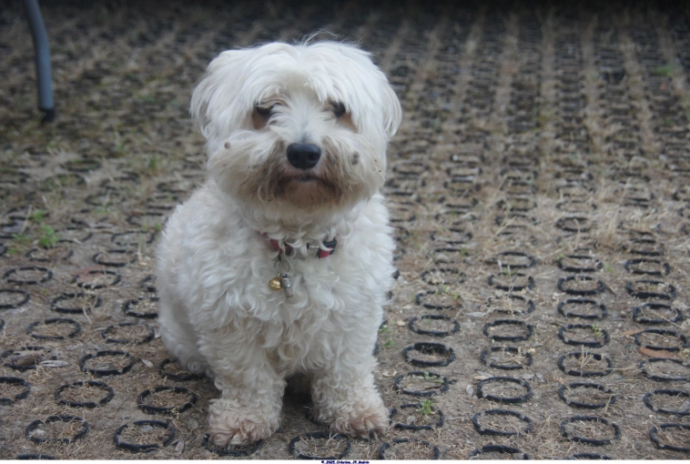 Photography, Pets, Traditional