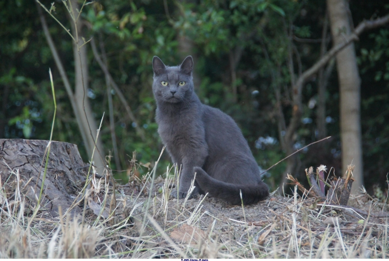 Photography, Pets, Artistic