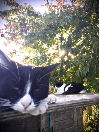 Photographie, Animal de compagnie, Artistique, Lifestyle