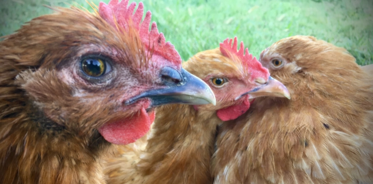 Photographie, Animal de compagnie, Artistique, Lifestyle