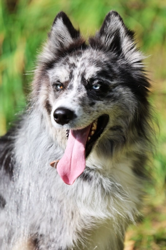 Photographie, Retouche photo, Animal de compagnie, Traditionnel