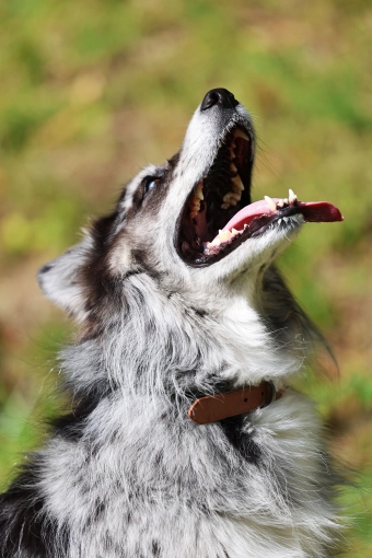 Photographie, Retouche photo, Animal de compagnie, Traditionnel