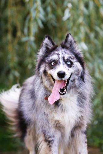 Photographie, Retouche photo, Animal de compagnie, Traditionnel