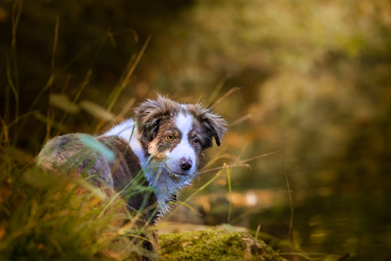 Photographie, Animal de compagnie, Traditionnel