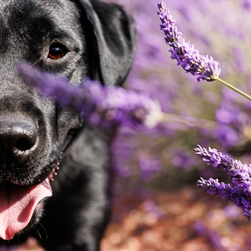 Photographie, Animal de compagnie, Traditionnel