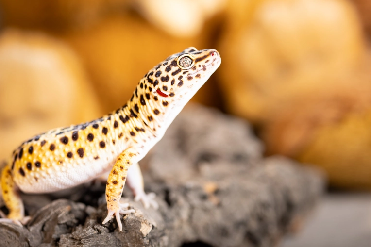 Photographie, Animal de compagnie, Traditionnel