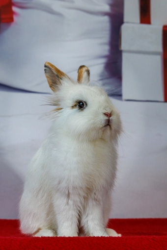 Photographie, Animal de compagnie, Traditionnel