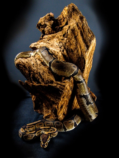 Photographie, Animal de compagnie, Traditionnel