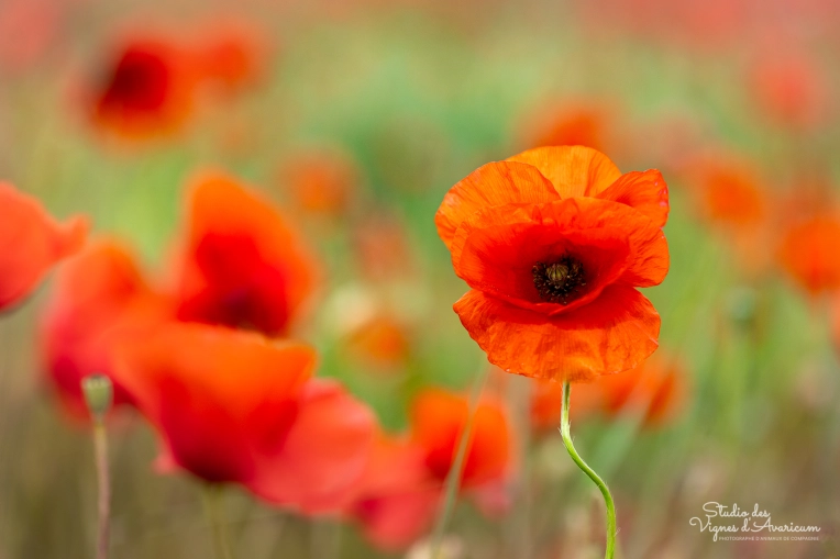 Photographie, Nature, Traditionnel