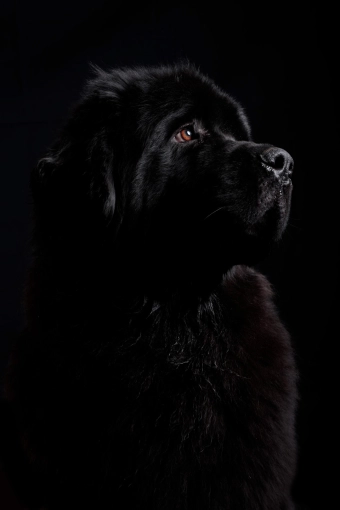 Photographie, Animal de compagnie, Artistique