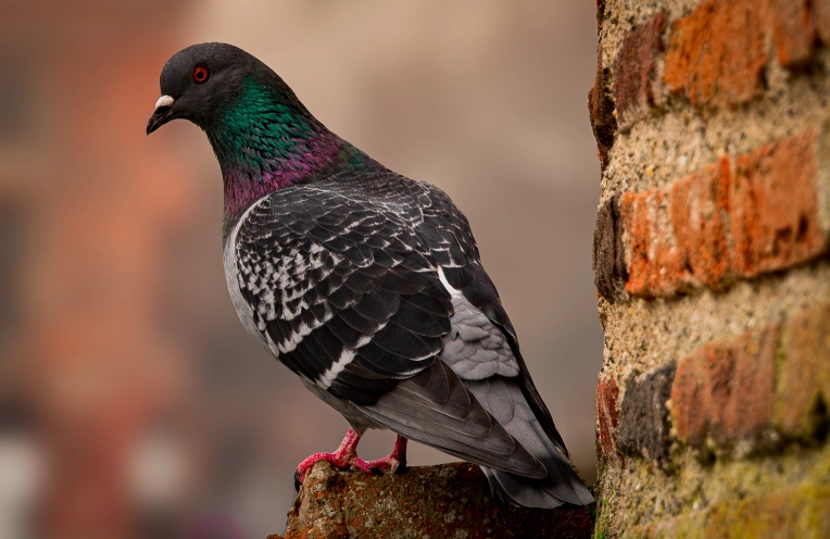 Photographie, Nature, Traditionnel